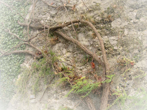 Links. Bewachsene Steinmauer